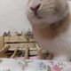 [ɖPTi͐sj