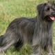 Rare Dog Breeds 13 - Pyrenean Sheepdog -