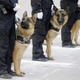 Police Dogs 2