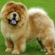 Chow Chow