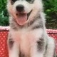 Siberian Husky
