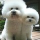 Bichon Frise