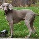 Weimaraner