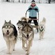 Dog Sledding