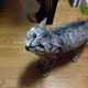 ́A傤I