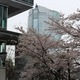 SAKURA TOKYO 